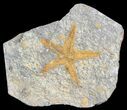 Ordovician Starfish (Petraster?) & Edrioasteroids #57707-1
